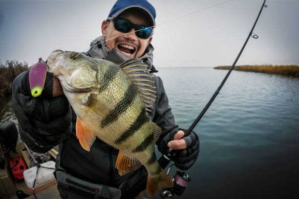 Fishing. Happy angler with perch fishing trophy. Fishing backgrounds fish eye effect stock pictures, royalty-free photos & images