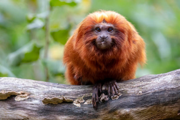 istock Close up of Golden lion tamarin monkey on tree 1140446820