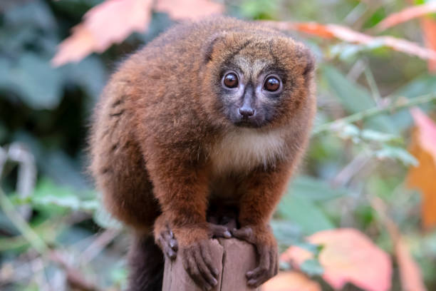 istock Red bellied lemur in natural habitat 1140446833