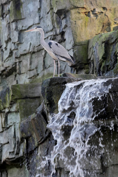 A serene waterfall cascading over rocks, surrounded by trees and wooden structures, with decorative sculptures of birds on a ledge