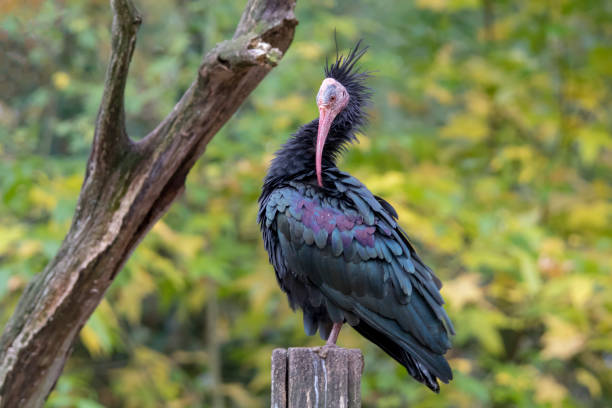 istock Close up view of northern bald ibis 1140447866