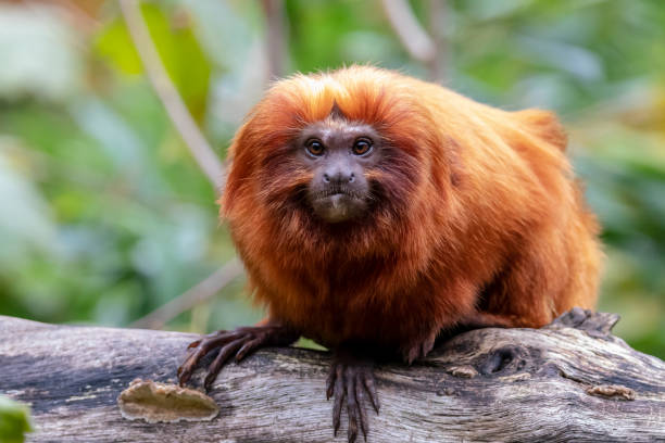 istock Close up of Golden lion tamarin monkey on tree 1140447904