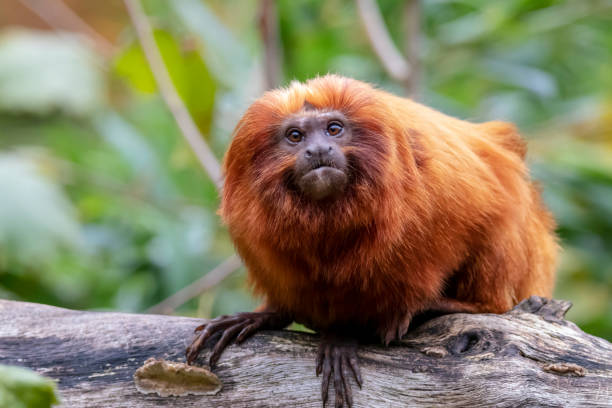istock Close up of Golden lion tamarin monkey on tree 1140447910