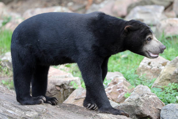 istock Black bear standing on stones in zoo 1140448399