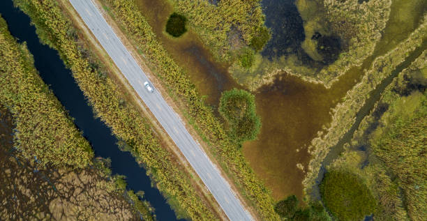 Top view of the swamp Top view aerial view of the swamp nearby Grand Chenier, Louisiana, USA, in autumn. stitched image stock pictures, royalty-free photos & images