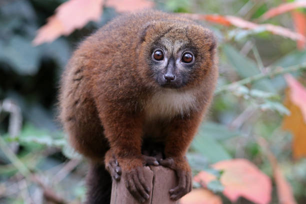 istock Red bellied lemur in natural habitat 1140448976