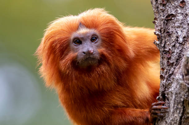 istock Close up of Golden lion tamarin monkey on tree 1140448983