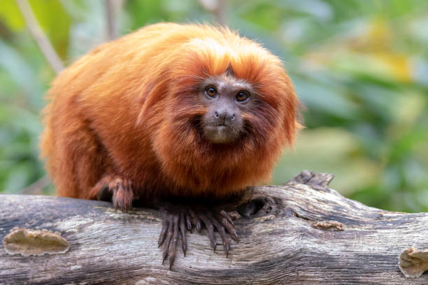 istock Close up of Golden lion tamarin monkey on tree 1140449490