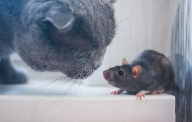 istock the mouse, the rat is cute and the cat. getting to know 1140449586