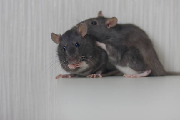 istock mouse, rat cute gray and her pair. family. creating a 1140449600