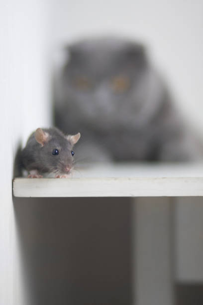 istock mouse, rat cute gray and cat purebred British. Pets. 1140449606