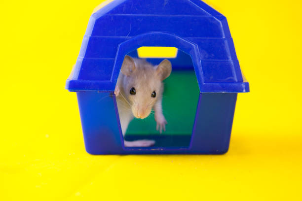 rat decorative. White peach hood coloring cute animal. Mortgage symbol. My house is blue. home loan concept. mortgage. rat symbol 2020