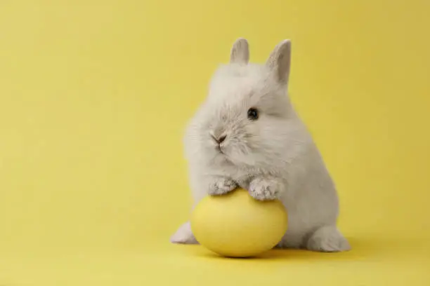 Easter bunny rabbit with yellow painted egg on yellow background. Easter holiday concept.