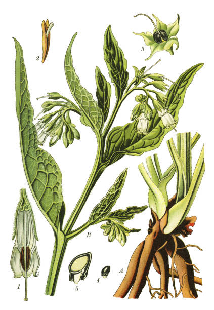 150+ Grafiken, lizenzfreie und Clipart zu Comfrey iStock