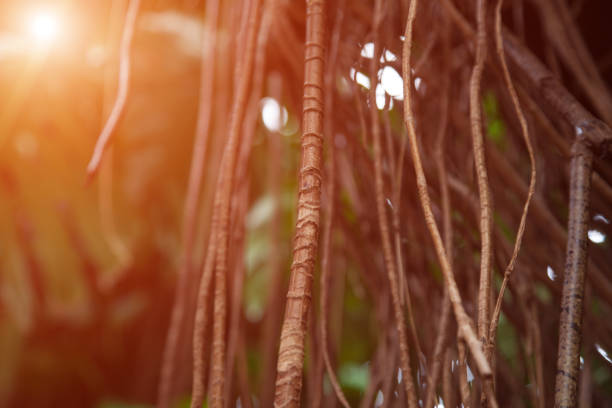 Monstera philodendron tropical plant vine in sunlight close up background