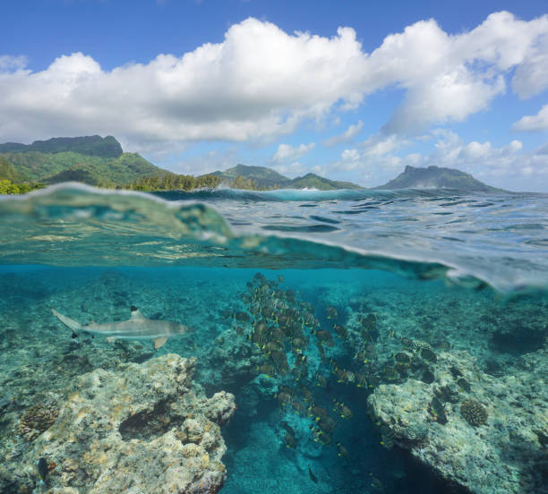 istock Over under sea fish with shark reef Pacific ocean 1140453937