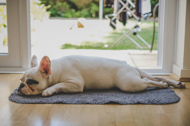 French Bulldog puppy sleeping by the door stock photo