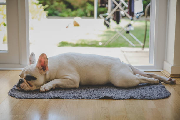 French Bulldog puppy sleeping by the door French Bulldog sleeping on the doormat by the door side view of a tired french bulldog puppy lying down stock pictures, royalty-free photos & images