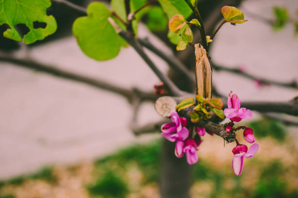 Cercis siliquastrum. Blooming spring tree with pink flowers.