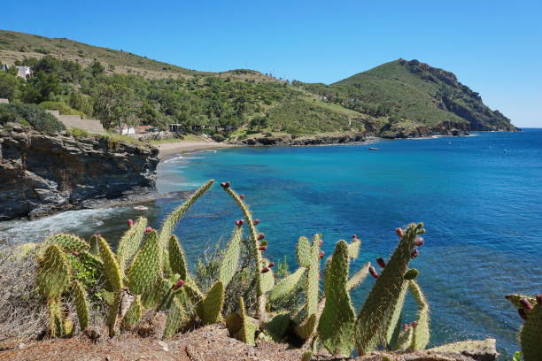 istock Spain Costa Brava coastal landscape with cactus 1140455679