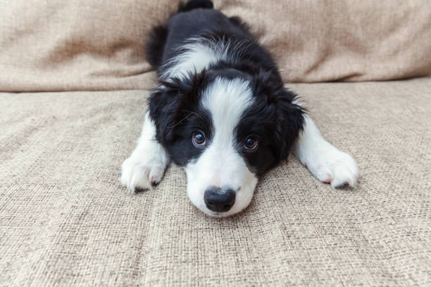 Funny portrait of cute smilling puppy dog border collie at home Funny portrait of cute smilling puppy dog border collie on couch. New lovely member of family little dog at home gazing and waiting. Pet care and animals concept collie photos stock pictures, royalty-free photos & images