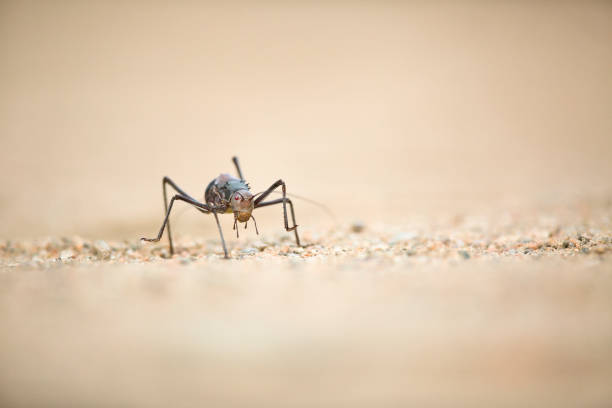 Armour Plated Ground Cricket in Namibia.