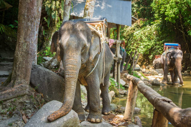 elefanti thailandesi appoggiati sulla riva del fiume nella giungla - safari animals asia palm tree animals in the wild foto e immagini stock