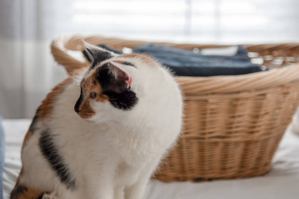 Calico cat and laundry basket on the bed at home