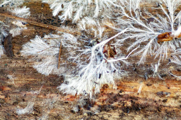 istock fungus mycelium on damp wood board Fibroporia syn 1140458692
