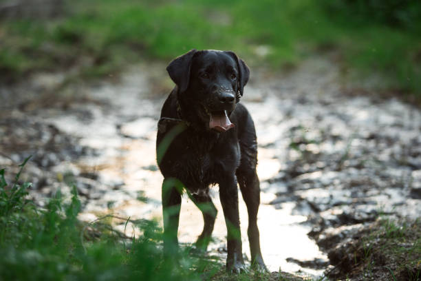 Overheating dog - A dog cooling down in the river during heat wave