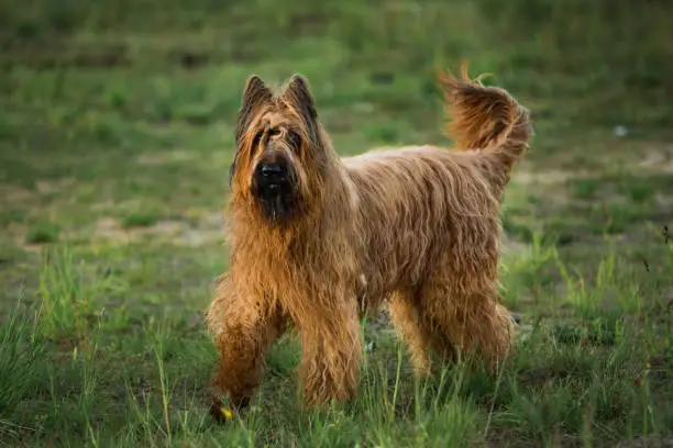Berger de Brie Briard dog at walk on a meadow, green grass and trees background.