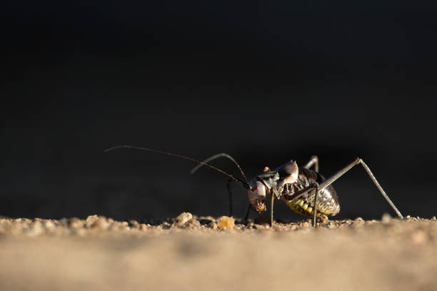 Armour Plated Ground Cricket in Namibia.