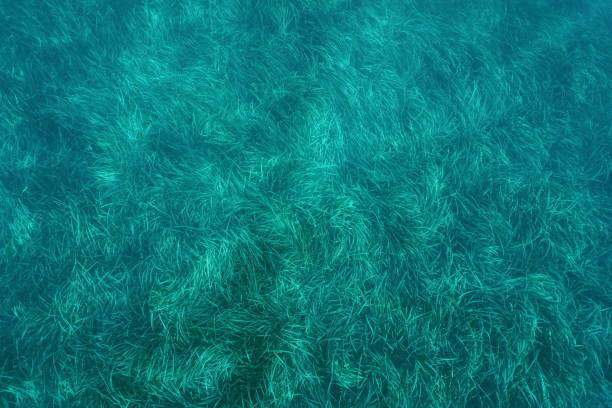 Above a seabed covered by neptune grass Posidonia oceanica, underwater in the Mediterranean sea, Catalonia, Cadaques, Costa Brava, Spain