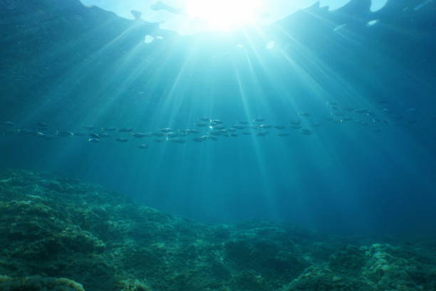 istock Underwater sunlight school fish Mediterranean sea 1140460945