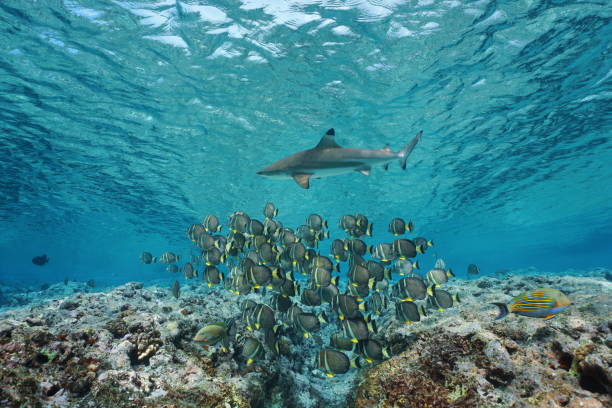 istock Underwater school of fish with shark Pacific ocean 1140460959
