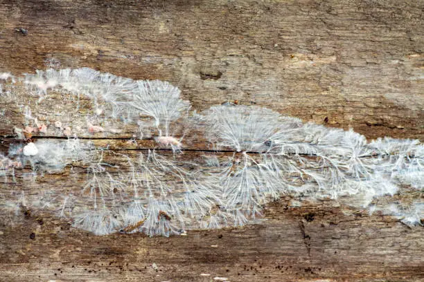 White fungus and mold on an old wooden board. Damage to boards due to mold due to high humidity. Structure of mushroom mycelium sick mold...