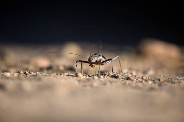 Armour Plated Ground Cricket in Namibia.