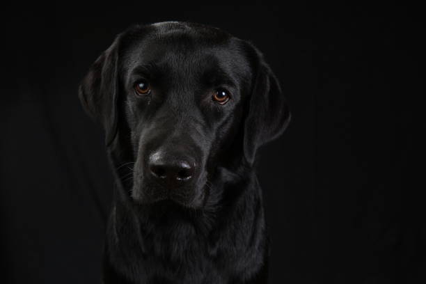 istock Cute black dog looking at camera on black background 1140462271