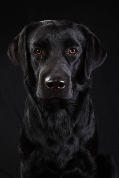 istock Cute black dog looking at camera on black background 1140462272