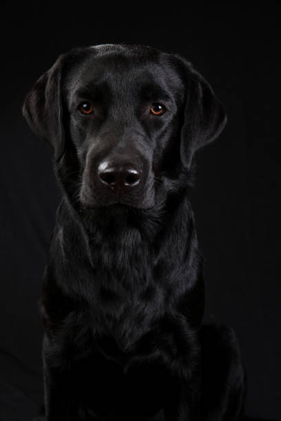 istock Cute black dog looking at camera on black background 1140462273