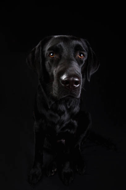 istock Cute black dog looking at camera on black background 1140462275