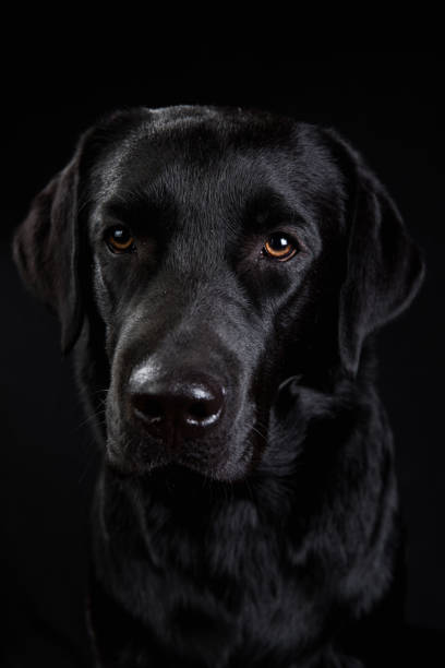 istock Cute black dog looking at camera on black background 1140462281