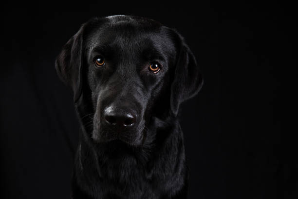 istock Cute black dog looking at camera on black background 1140462284