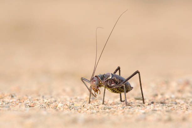 Armour Plated Ground Cricket in Namibia.