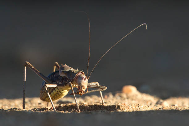 armadura de cricket ground chapado en namibia. - erongo fotografías e imágenes de stock