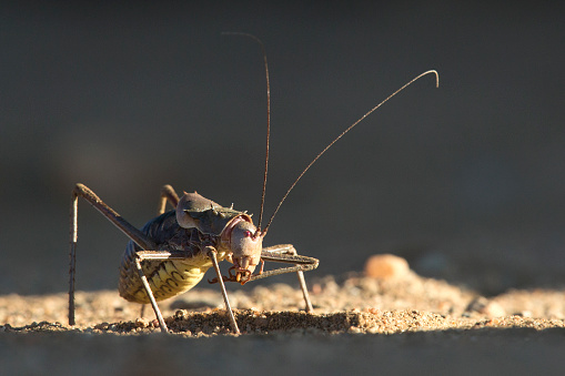 Armour Plated Ground Cricket in Namibia.
