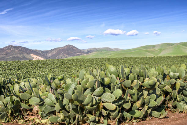 istock Prickly Pear Cactus Farm with Gabilan Mountain Range in Background 1140464326