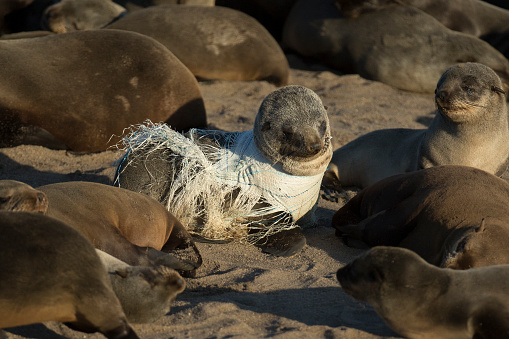 Weddel Seal ((Leptonychotes weddellii)) on an ice floe close up -  Antarctica