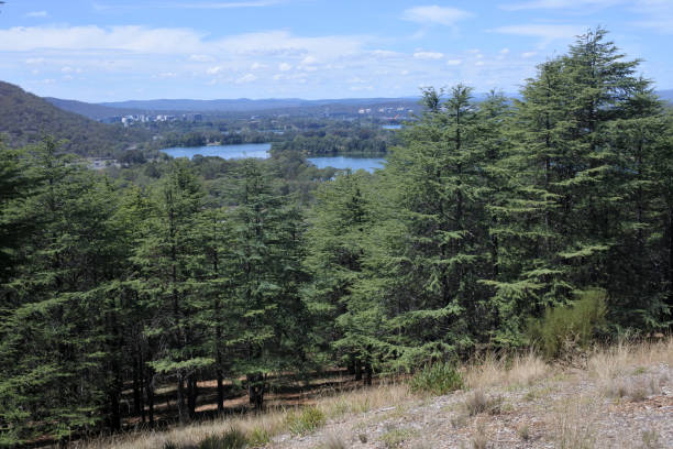 Himalayan cedar forest in Canberra Australian Capital Territory Landscape of the Himalayan cedar forest at the National Arboretum in Canberra Australian Capital Territory. cedrus deodara stock pictures, royalty-free photos & images