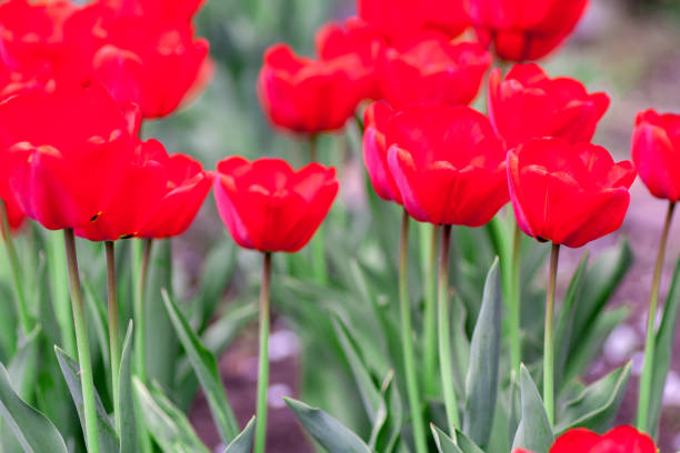 istock Group of colorful tulip. colorful background 1140465149